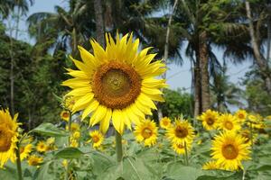 a sunflower in a field of green leaves background photo