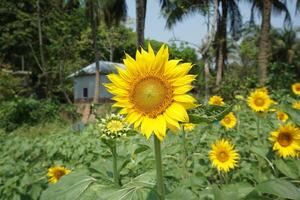 a sunflower in a field of green leaves background photo