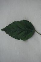a leaf with a green stem laying on a white surface photo