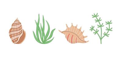 Sea shells vector set, mollusks, algae. Flat illustration of various seashells on white background. Collection for stickers.