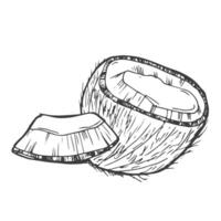 Hand drawn coconut icon. Vector illustration in sketch ink style for brochures