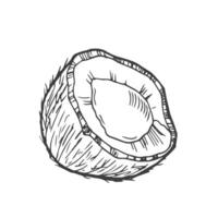 Coconut sketch, hand drawn, isolated on white background, perfect for vintage style labels, vector illustration.