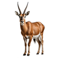 AI generated antelope isolated transparent background PNG. png