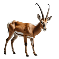 AI generated antelope isolated transparent background PNG. png