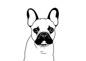 Cute French Bulldog and His Eyebrow in Black and White vector