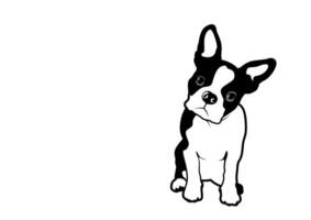 pregunta cara frenchie el buldog vector