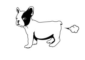 frenchie con un pequeño pedo vector