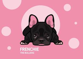 Cute Frenchie is lying down on the floor in a boring mood in pink background vector