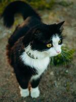 A black and white cat confidently stands on top of a dirt field, surveying its surroundings with curiosity. photo