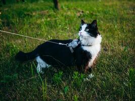 A black and white domestic cat is outdoors, wearing a harness and leash, under the supervision of its owner, explores the grassy area. photo