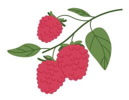 Fresh raspberry. Edible red berries hanging branch, hand drawn juicy forest raspberries flat vector illustration. Ripe red raspberries