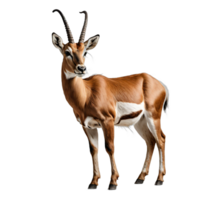 ai generiert Antilope isoliert transparent Hintergrund png. png