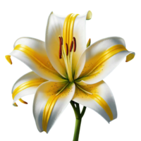 AI generated beauty lily flower png