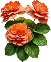 AI generated Blooming orange Begona flower illustration, floral design element for card, spring decoration, summer, gardening, botany, backdrop, mothers day, vintage style, grandmother, greeting card png