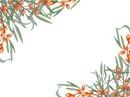 Wild sea buckthorn berry. Horizontal frame of Sandthorn, sallowthorn. Bright orange berries, green leaves. Watercolor illustration with copy space for text png