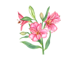 roze alstroemeria bloem. bloemen samenstelling. wijnoogst botanisch illustratie. bloem hoofd, knop, blad. waterverf schilderen. alstromeria boeket. voor patronen, auto en uitnodiging png