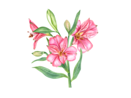 Pink alstroemeria flower. Floral composition. Vintage botanical illustration. Flower head, bud, leaf. Watercolor painting. Alstromeria bouquet. For patterns, car and invitation png