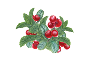 Lingonberries and mint sprigs. Cowberry, whortleberry. Peppermint, forest ripe berries. Fragrant greens and juicy red cranberry. Watercolor illustration for card design, print, package. png