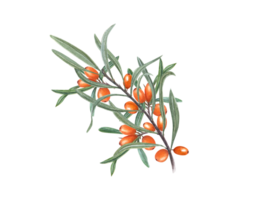 Watercolor sea buckthorn branch. Orange Thorn berries. Juicy berries with leaves. Rhamnoides, sallowthorn. Hand drawn illustration. For poster, textile design. png