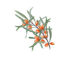 vattenfärg hav brakved gren. orange tagg bär. saftig bär med löv. rhamnoides, sallowthorn. hand dragen illustration. för affisch, textil- design. png