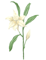 White lily flower painting illustration png