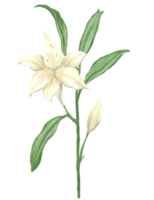 blanc lis fleur La peinture illustration png