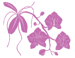 orkide blomma mönster illustration png