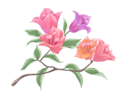 Bougainvillea flower painting illustration png