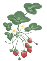 Strawberry painting botanical illustration png