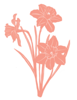 Dafodill flower illustration png
