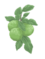 Bergamot fruit painting botanical illustration png