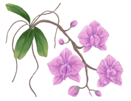 orkide blomma målning illustration png
