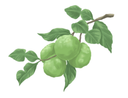 bergamotto frutta pittura botanico illustrazione png