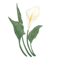 Peace lily flower painting illustration png