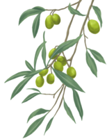 Olive fruit plant painting illustration png