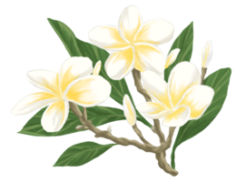 frangipani pittura botanico illustrazione png