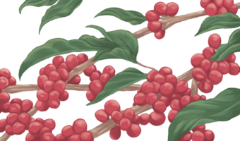 Coffee red cherries plant painting illustration png