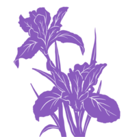 Iris floral illustration png