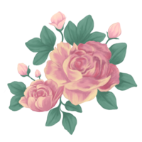 pivoine modèle La peinture botanique illustration png