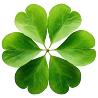 AI generated Cloverleaf leaf, isolated, transparent background png