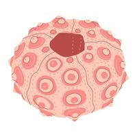 Sea urchin, vector flat illustration for your design. pink seashell isolated on white background. Under the sea. Isolated on a white background. Vector illustration