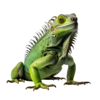 AI generated Green iguana on transparent background png file