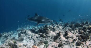 Tiger shark is an apex predator in the ocean. Diving with Tiger shark video