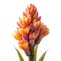 ai généré curcuma zanthorrhiza fleur isolé sur transparent Contexte avec coupure chemin.3d rendre png