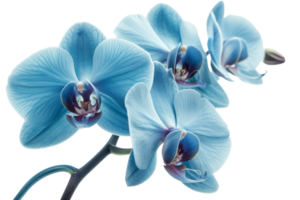 ai gegenereerd cyaan kleur orchidee geïsoleerd Aan transparant achtergrond met knipsel pad.3d geven png