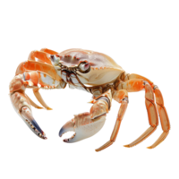 AI generated crab isolated on transparent background With clipping path.3d render png