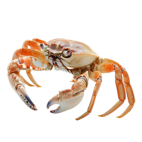 ai généré Crabe isolé sur transparent Contexte avec coupure chemin.3d rendre png