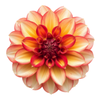 AI generated dahlia flower red-yellow. isolated on transparent background With clipping path. png
