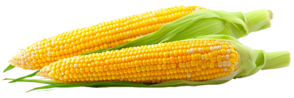 Corncobs or corn ears  isolated on transparent background With clipping path.3d render png