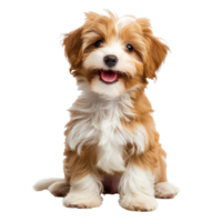 AI generated puppy dog is sitting and looking at camera, isolated on transparent background With clipping path.3d render png